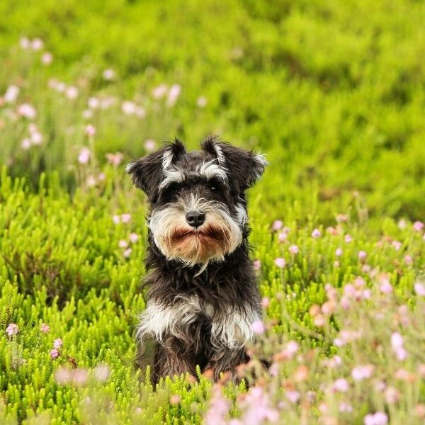 Dogs welcome Cotswolds cottage